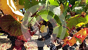 Ripe red grapes at wineyard