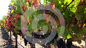 Ripe red grapes at wineyard