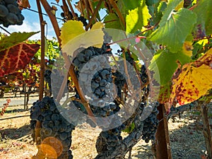 Ripe red grapes at wineyard