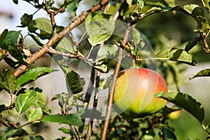 Ripe red-green apples