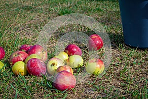 Ripe red-green apples fell onto the grass from a metal bucket. Autumn apple harvest scene