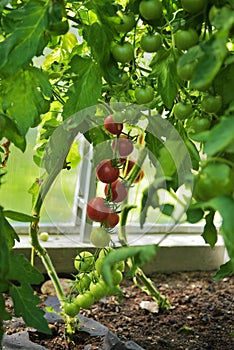 Ripe red and green cherry tomatoes are on a green background of foliage, hanging on the vine of a tomato tree in the garden.