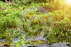 Ripe red and green chilli on a tree