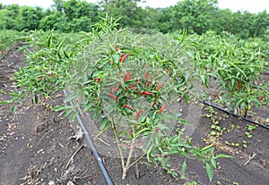 Ripe red and green hot chili peppers