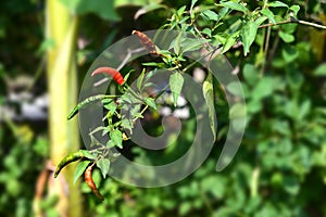 Ripe red and green hot chilli peppers on a tree