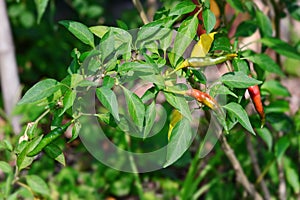 Ripe red and green hot chilli peppers on tree