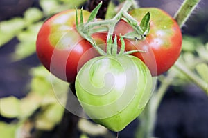 Ripe red and green natural organic tomatoes plants Solanum lycopersicum growing on a branch in a greenhouse. Copy space