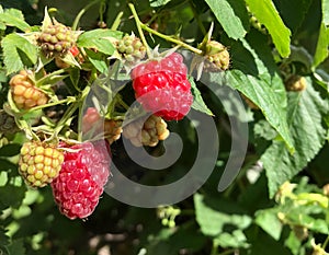 Ripe red and green raspberry berries on a branch