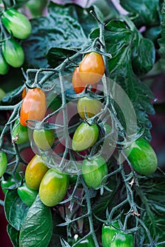 Ripe red and green tomato  in a greenhouse ready to harvest. Blurry background.