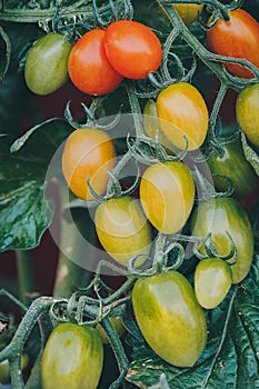 Ripe red and green tomato  in a greenhouse ready to harvest. Blurry background.