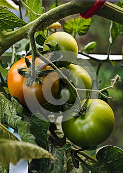 Ripe red and green tomato  in a greenhouse ready to harvest. Blurry background.