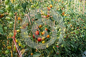 Ripe red and green tomatoes on tomato tree in the thai garden