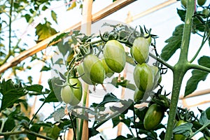 Ripe red and green tomatoes on tomato tree in the thai garden