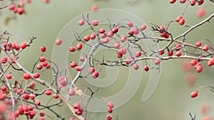 Ripe red hawthorn berries sway in strong wind