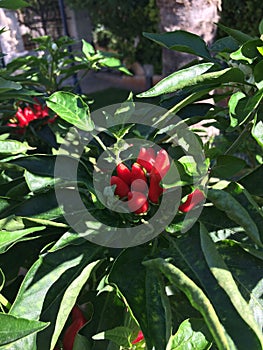 Ripe red hot chili peppers grows on a tree.