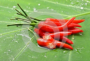 Ripe red hot chili peppers on a leaf