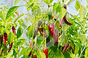 Ripe red hot pepper growing on a bush in a greenhouse.