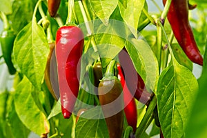 Ripe red hot pepper growing on a bush in a greenhouse.