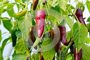 Ripe red hot pepper growing on a bush in a greenhouse.