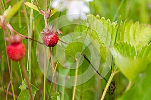 ripe red juicy sweet berry of wild strawberry field close-up, forest