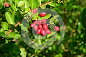 Ripe and red karonda fruit on branch tree