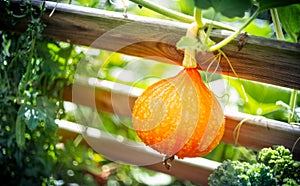 Ripe red kuri squash growing
