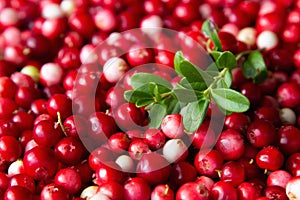 Ripe red lingonberry  cowberry , partridgeberry  grows in deep forest with natural background