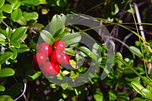 Ripe red lingonberry  cowberry , partridgeberry  grows in deep forest with natural background