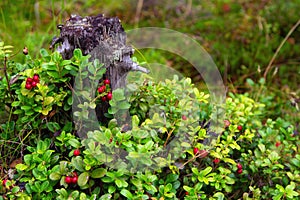 Ripe red lingonberry  cowberry , partridgeberry  grows in deep forest with natural background