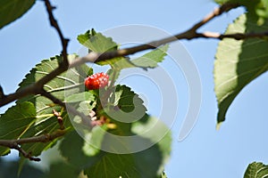 Ripe red mulberry