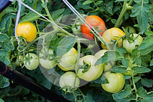 ripe red and not ripe green tomatoes hanging on the vine of a tomato plant in the garden