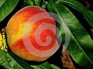ripe red and orange peach fruit on tree branch with lush green leaves. closeup view