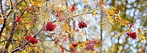 Ripe red-orange rowan berries close-up growing in clusters on the branches of a rowan tree. Autumn season concept background