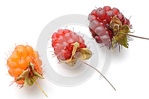 Ripe red and orange wild raspberries