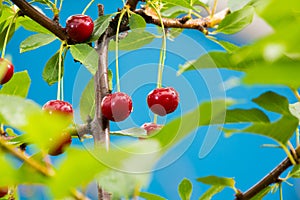 Ripe red organic sour cherries on the branch photo