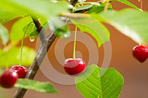 Ripe red organic sour cherries on the branch photo