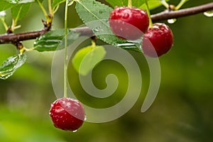 Ripe red organic sour cherries on the branch photo