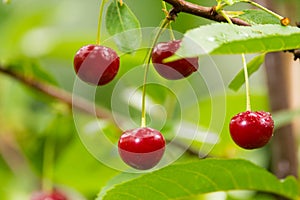 Ripe red organic sour cherries on the branch photo