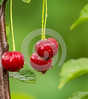 Ripe red organic sour cherries on the branch photo