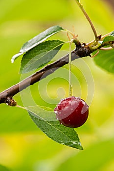 Ripe red organic sour cherries on the branch photo