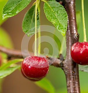 Ripe red organic sour cherries on the branch photo