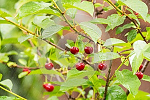 Ripe red organic sour cherries on the branch photo