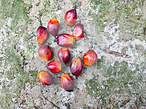 Ripe and red palm kernels