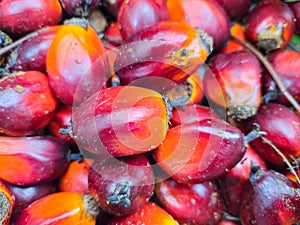 Ripe and red palm kernels