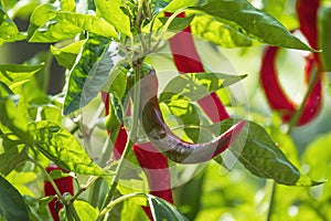 Ripe red peppers