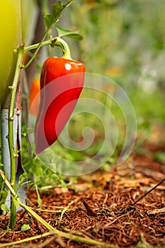 Ripe, red peppers on a bush in a greenhouse or garden