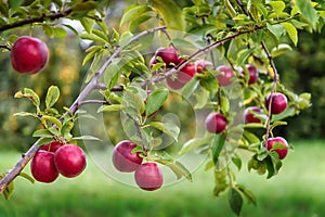 Ripe red plums on the branch