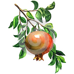 Ripe red pomegranate fruit on a branch with leaves isolated, watercolor illustration on white