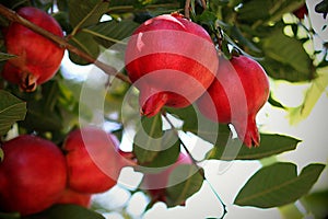 Ripe Red Pomegranate Fruit Hanging on Tree Branch In Backyard Orchard During Summer Time
