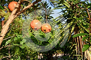 Ripe and red pomegranate fruit on tree branch